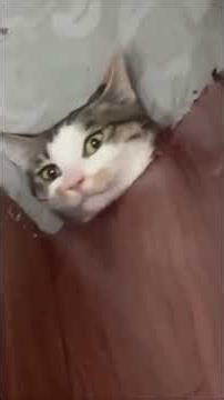 Tente não rir! #viralvideo