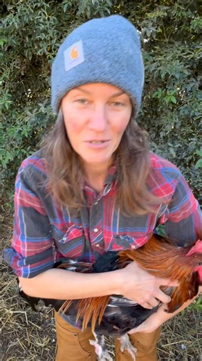 966K views · 18K reactions | ✨Rooster Spurs✨ . I know this is going...