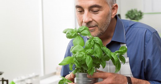 7 conseils pour faire durer le basilic en pot du supermarché