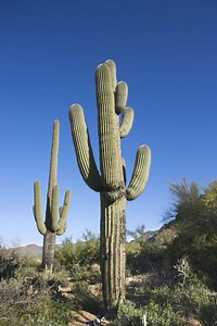 How to Stake a Cactus