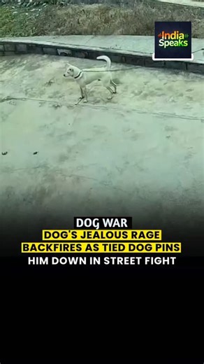 India Speaks on Instagram: "A CCTV footage from a street has gone viral, showing an unexpected canine drama unfold. In the video, a dog tied to a pole is approached by two other dogs. One of them begins sniffing and playing with the tied dog, while the other, seemingly jealous, gets agitated upon seeing his partner's attention diverted. In an attempt to assert dominance, the angry dog attacks the tied one. However, the move backfires spectacularly as the tied dog swiftly grabs him by the neck an