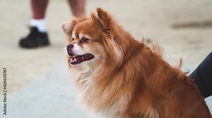 Pomeranian Dog Panting Outside Looking Around And Then At The Camera As A Fly Flies By