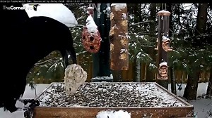 5.3K views · 294 reactions | #TBT Today we're remembering this unforgettable comparison on the Ontario FeederWatch cam. Watch a noisy Common Raven take the place of an American Crow on the feeder platform and claim a ball of suet! Have trouble telling these two black birds apart? Check out these ID tips from All About Birds: https://www.allaboutbirds.org/similar-species-crows-and-ravens/ Watch all the cams LIVE at AllAboutBirds.org/Cams | Bird Cams | Facebook