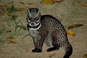 Malayan civet ~ Everything You Need to Know with Photos | Videos