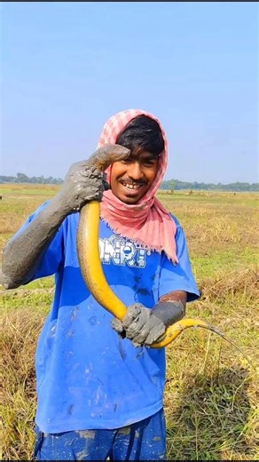 Kuchia Eel Fish #shorts #shortvideo #youtubeshorts