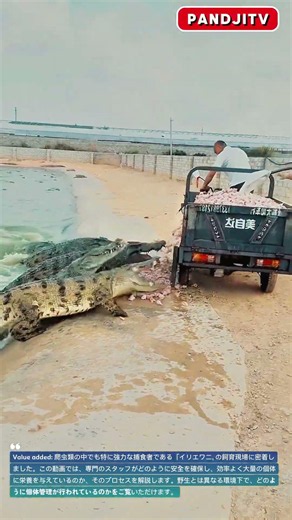 【プロの管理】ワニ牧場でのエサやり風景と驚きの管理術 #zoo #animalcare #smart #inspiration #shortsfeed #crocodile