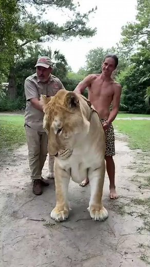 Is this this biggest cat in the world 😳