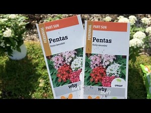 How to plant Pentas