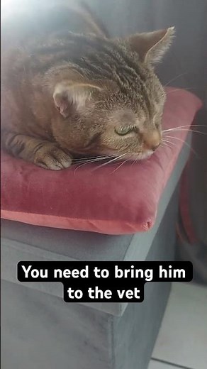 What to do if your #cat makes weird noises ?