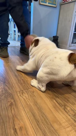 75K views · 3K reactions | Gideon #bulldog #FlyingHigh #squishyfacecrew #BigBoy #bulldogsoftiktok #Rolls #airborne #AdventuresWithGideon #antics #bulldogm~ #AfternoonPlaytime #GideonShuffles #Gideonthebulldog | L A B & Millie | Facebook