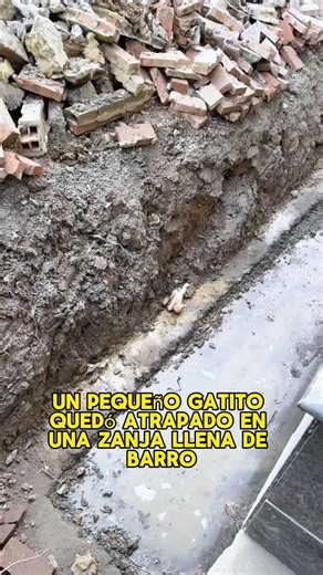 Kitten Struggles to Climb Out of Ditch