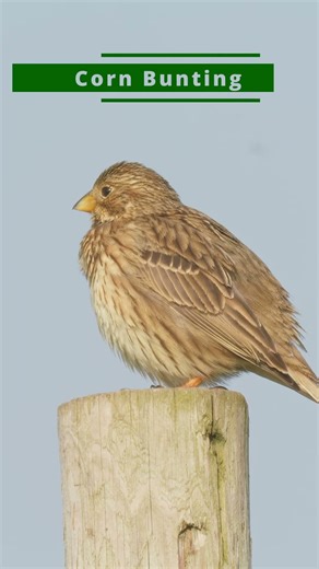 Spring bird song - Whitethroat Starling + Corn Bunting song #birds #birdsongs #birdsong #birding