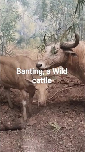 Banteng: The Rare Wild Cattle of Southeast Asia 🐂‪@ZooSphere786‬
