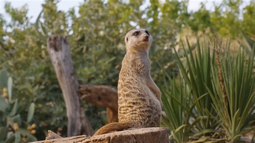 How animal emotions challenge traditional definitions of religion