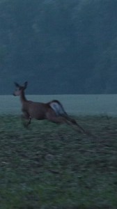 17K views · 241 reactions | We used fawn-distress calls on a predator hunt this morning, and we had an unexpected encounter! 歷 #themoreyouknow #wildlife #outdoors #kentucky #hunting #coyotehunting | Kentucky Afield | Facebook