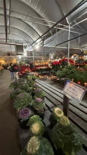 Mary on the farm on Reels