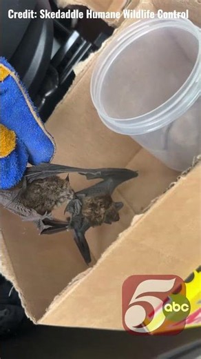 Bat inside Golden Valley home attacks other bat before testing positive for rabies