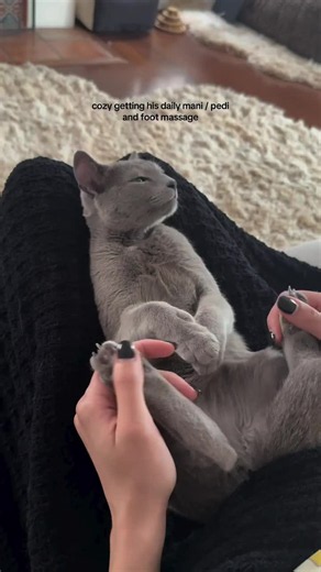Playful Russian Blue Cat Ready for Adoption