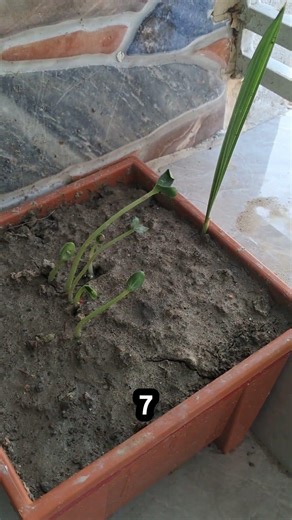 Day 1 of growing melon in my balcony #vegetablegardening #challenge