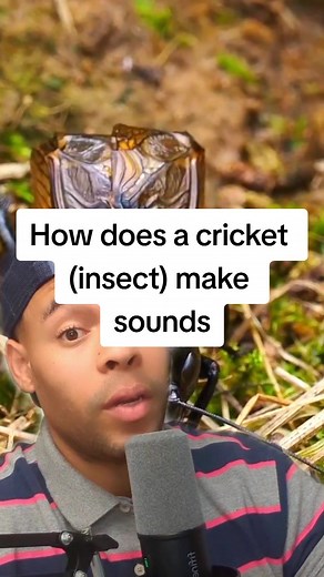 How does a cricket (insect) make sounds #animals #crickets #cricketsound #nature #science #learnontiktok #fyp #viral #jeffjeudy #haitiantiktok #haitian #ayisyentiktok🇭🇹 #ayisyen #greenscreen #CapCut