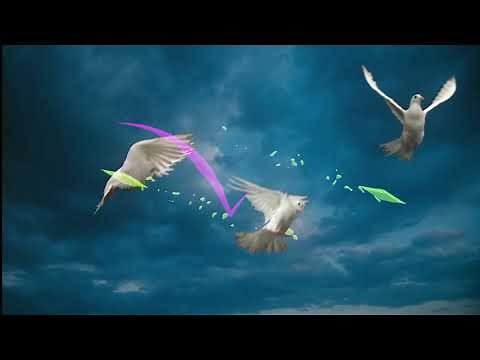 Paloma Blanca (Video Lyrics)
