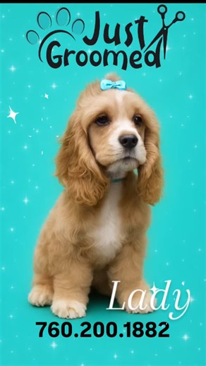 JUST GROOMED | Little Miss Lady came in today for her first haircut today 🩵🐾 She's working on her Cocker Spaniel breed cut, which is a #7 on the body and... | Instagram