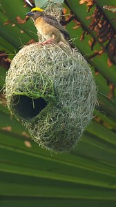 923K views · 16K reactions | Teamwork in the Treetops  #weavers #birdnest #nature #birdlovers Watch nature’s finest architects at work! 諸 The male Baya Weaver builds tirelessly, while the female inspects every detail—making final adjustments to perfect their windy-day home. A true partnership of precision and instinct! ❤️ #BayaWeaver #BirdNestBuilders #NatureTeamwork #WildlifeLove #NestPerfection #AvianArchitecture | Go Green Forlife | Facebook