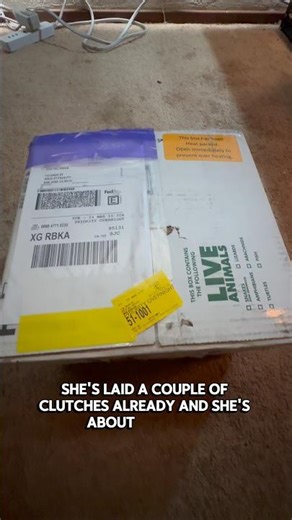 Unboxing Crested Gecko!