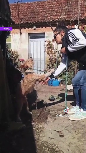 Boris, el perro rescatado que busca una nueva familia