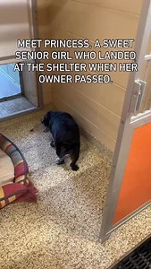 73K views · 2.5K reactions | Meet Princess, VPR’s newest arrival.  Princess is 14 years old and wound up at the shelter a few weeks ago when her owner sadly passed. She’ll be seeing our vet soon for a full workup, but for now, she’s settling in and meeting all her new friends. Stay tuned as we learn more about Princess. #seniordogsrock | Vintage Pet Rescue | Facebook