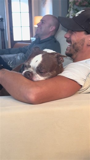 Understanding Boston Terriers: The Quirky Suckle Behavior