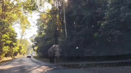 วิดีโอของ nutty (@nutty1179) พร้อมเพลง Elephant - Various Artists