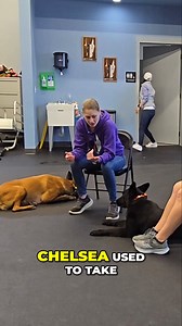 Our certification programs will be a excellent fit for the average dog owner looking to start a career in dog training or for professional dog trainers looking to add more certifications to their tool box. •Online and In-Person Options. •Go and your own pace. •Payment Plans (These will be offered on the checkout page. If you do not see any options, please email us at info@methodk9institute.com) •Tool box with training gear and swag sent to you. •Live monthly coaching for the lifetime of your car