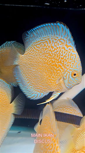 💛 Golden Anubis 💛 | Ikan Discus Fish | Aquarium | Aquascape | farm