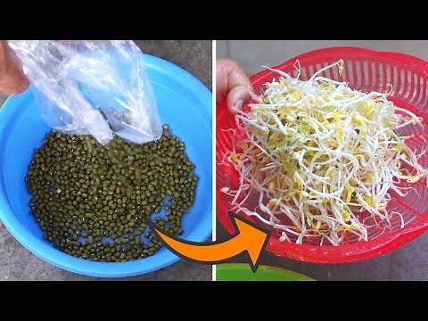 Cómo cultivar brotes de soja ¡en menos de una semana!