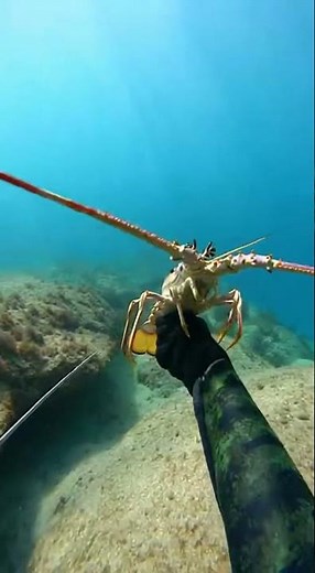 Diver Caught a Sea Creature | Incredible Underwater Moment