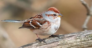 American Tree Sparrow Sounds, All About Birds, Cornell Lab of Ornithology