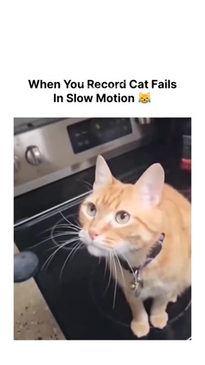 Catooon Network on Instagram: "‎Download the App now 🐱 *Link in Bio* or Search Cat stickers by Stickerpur 🐱 . . . . . . . . #CatMemes #CatVideos #FunnyCats #CuteCats #CatLovers #CatsOfInstagram #MemeCats #ViralCats #CatReels #MeowMeme #DailyCats #CatHumor #KittyVibes #FelineLove #CuteAnimalVideos #FunnyPetVideos #MemePage #DesiCats #IndianMemes #RelatableMemes #PetMemes #WholesomeContent #ReelsIndia #ViralReels #ExplorePage #MemesDaily #CatLife #CatShorts #CatoonNetwork #StickerPur . . cat mem