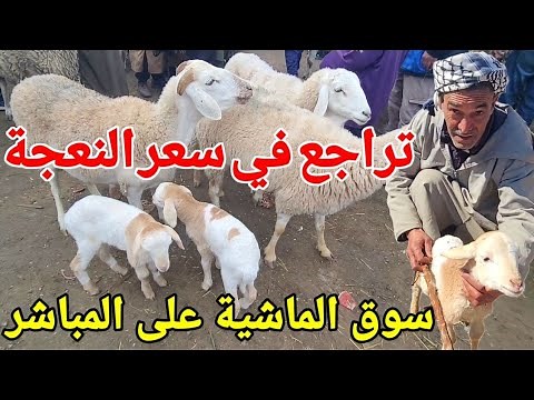 🔴 سوق المواشي اليوم : تراجع في سعر النعجة لمن يريد أن يغتنم الفرصة هذا هوا الوقت المناسب ! كبش العيد