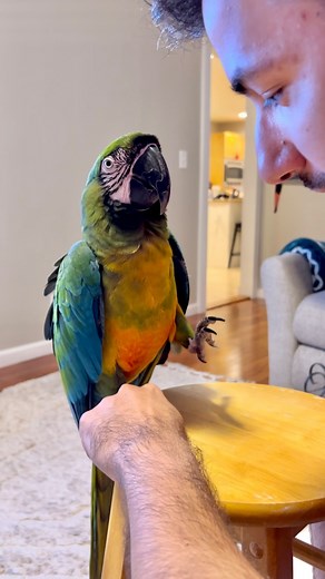 706K views · 10K reactions | 列 Sometimes they’re so cute, you forget how discipline works!  #MacawLife #AdorableMacaws #DisciplineAndLove #FeatheredFriends #MacawCuties #MacawCrew #PetBirds #MacawEnthusiasts #BirdLove #CuteandMischievous #BirdBehavior #MacawAdventures | Monty The Macaw | Facebook