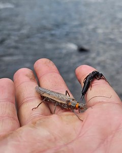 Teton Valley Lodge on Reels | Facebook