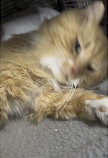 THEBALLOONKITTY on TikTok