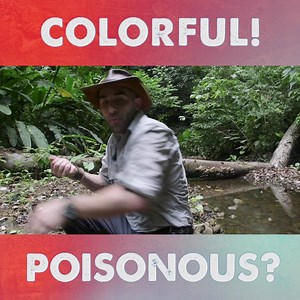 Coyote and crew come across an extremely poisonous dart frog! | Coyote Peterson