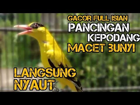 suara masteran dan pancingan burung kepodang gacor full isian