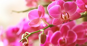 À quelle fréquence arroser une orchidée ?