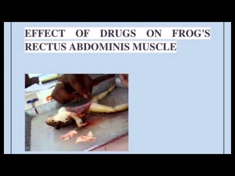 Antagonism B/w Acetylcholine and Atracurium| Rectus Abdominis Muscle Experiment | pharma practical