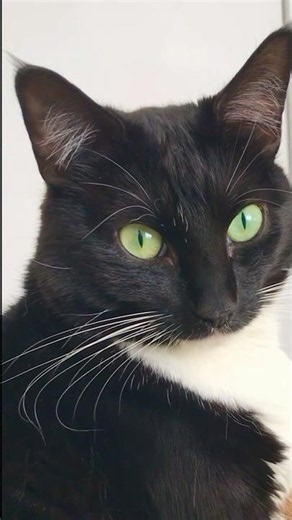 Tuxedo cats are built different 🎩