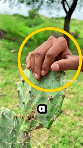 He Made a Cactus-Proof Glove in Seconds 🌵😳