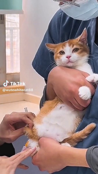 Very Funny Cats #catvideo #whitecat #fyp #viral #fypシ゚viral #funnycat #tiktok