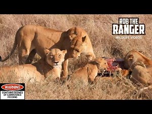 Marsh Pride Of Lions Eat a Zebra | Maasai Mara Safari | Zebra Plains